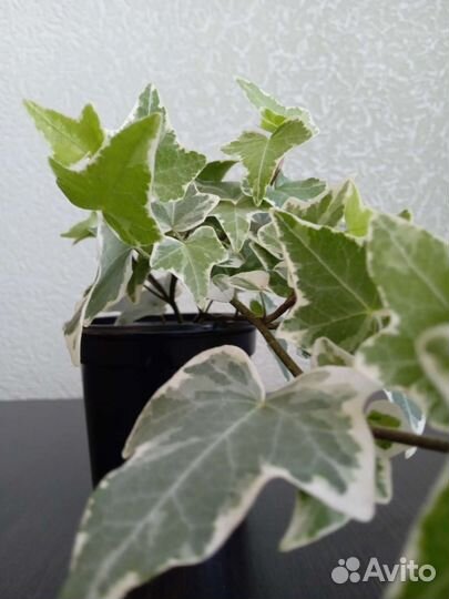 Плющ и монстера-манки