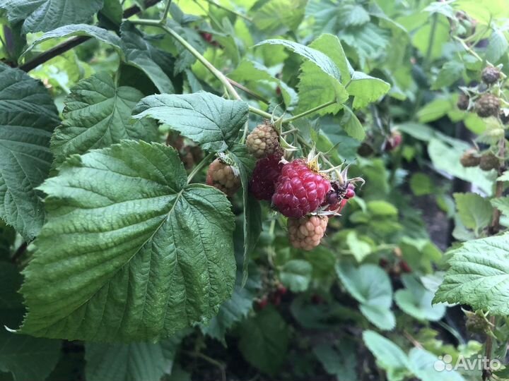 Рассада Малины