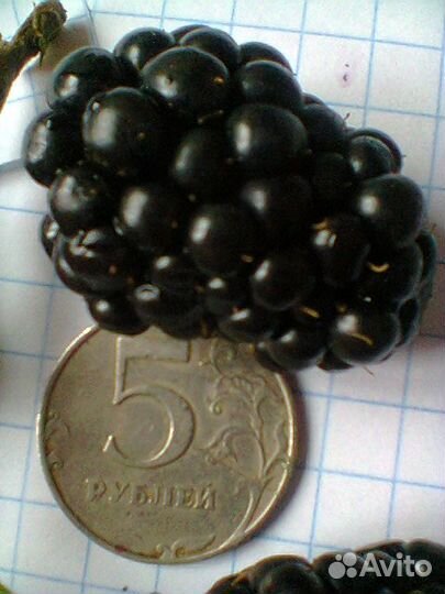 Саженцы ежевики, ежемалины, чёрной малины