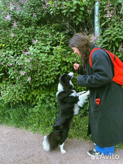 Выгул и передержка собак в Красногвардейском р-не