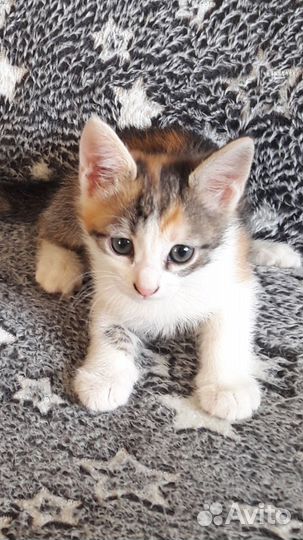 Котята ищут дом