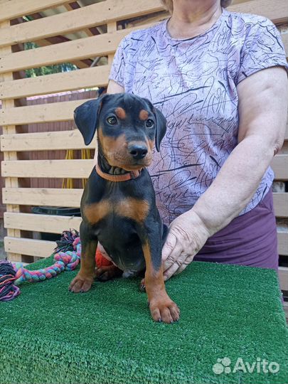 Немецкий пинчер