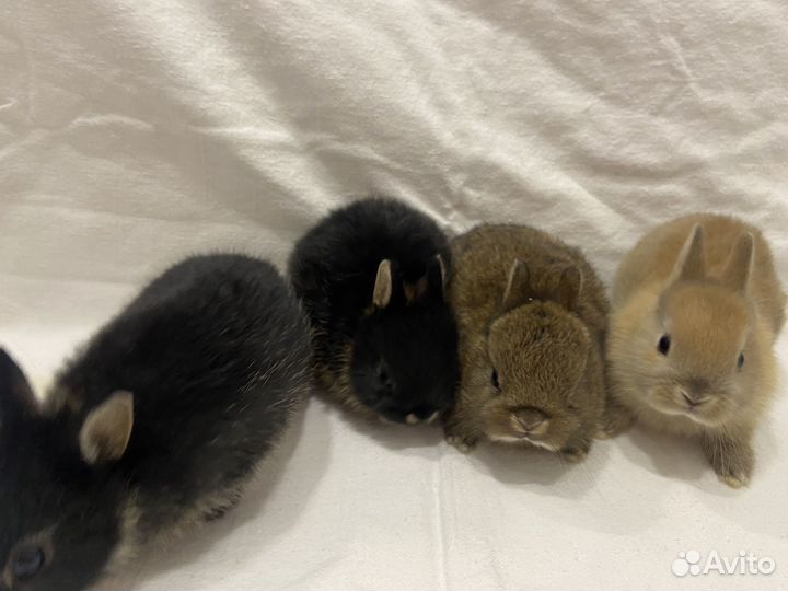 Декоративные кролики