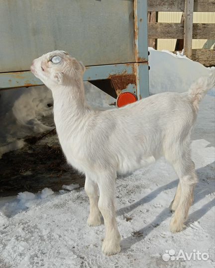 Козочки ламанча