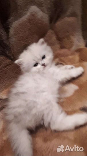 Котята персидской шиншилы