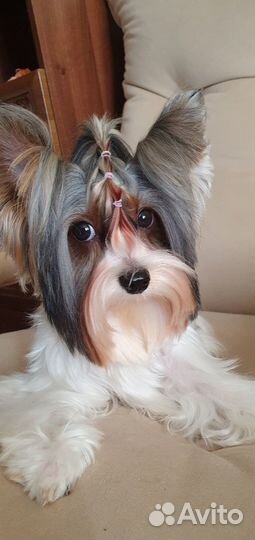 Бивер Йорк вязка