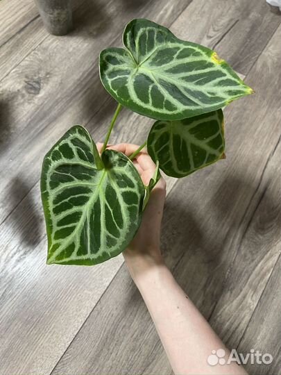 Антуриум сильвер блаш