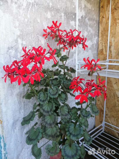 Пеларгонии, срезы для самостоятельного укоренения