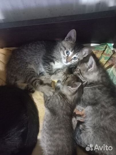 Шотландская