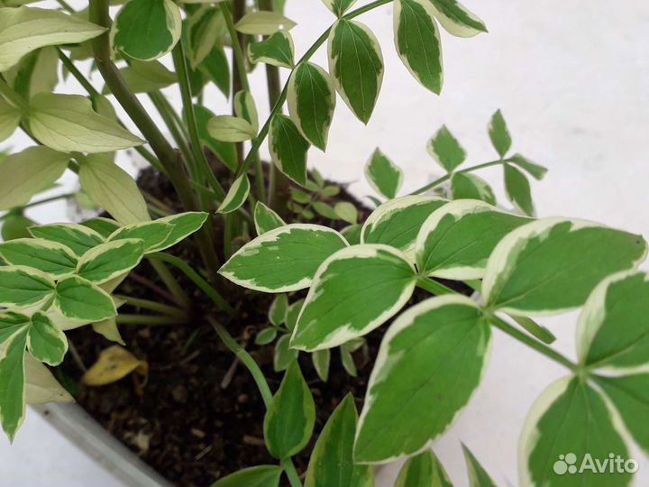 Садовые многолетники растения