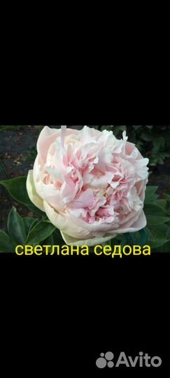 Пион Светлана Седова