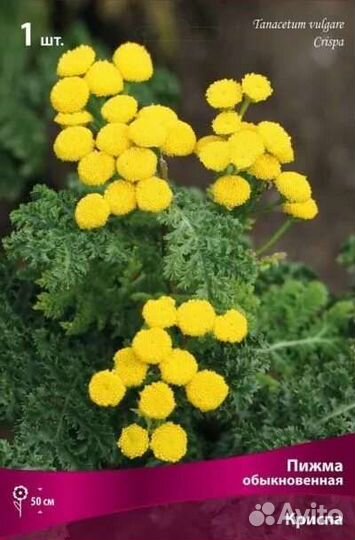 Пижма криспа,ромашка,т.д