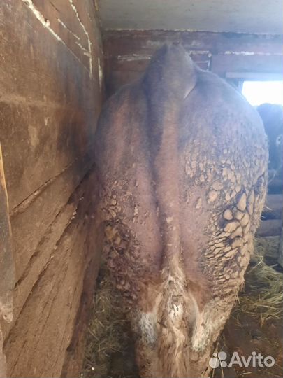 Бык симментал