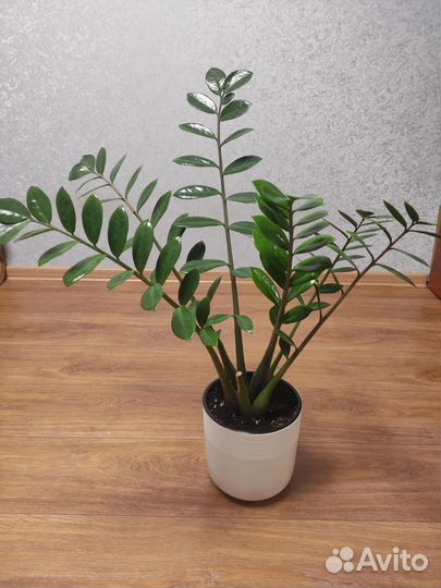 Замиокулькас