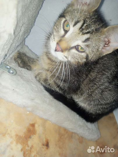 Котята, забрали у живодеров