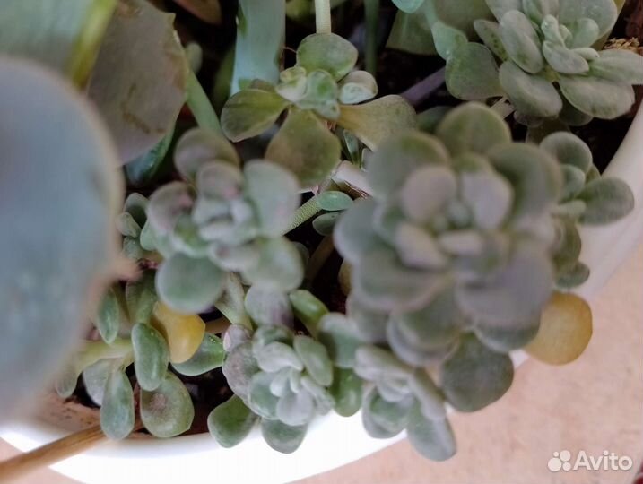 Садик суккулентов