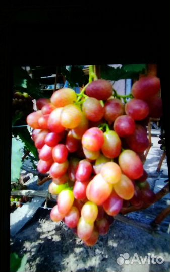 Саженцы винограда