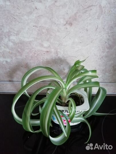 Хлорофитум Бонни кудрявый