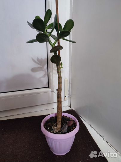 Цветок толстянка