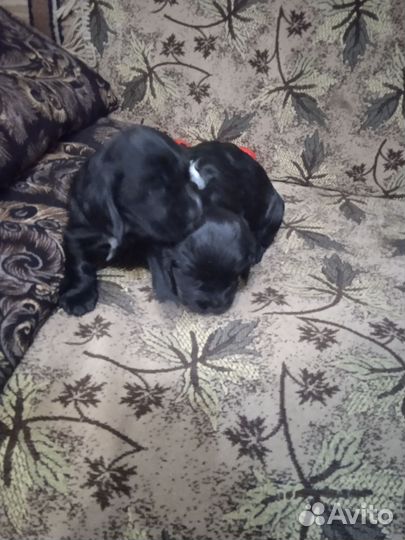 Щенки русского спаниеля