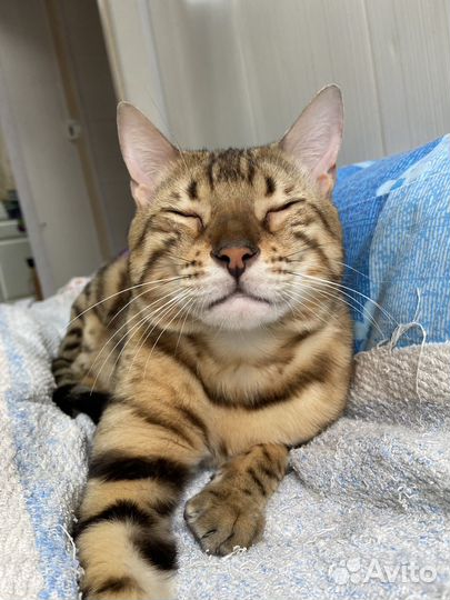 Бенгальский зеленоглазый красавец на вязку