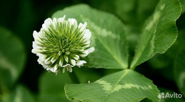 Клевер белый. Газон