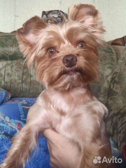 Йоркширский терьер вязка мальчик