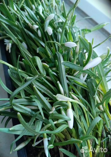 Подснежник Галантус