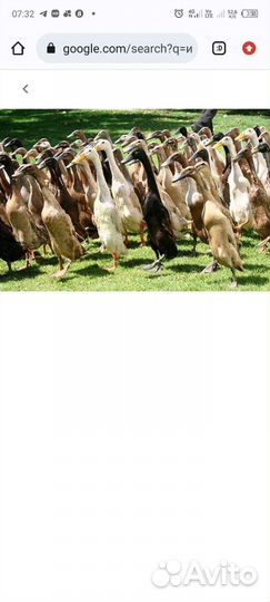 Утки индийский Бегунок