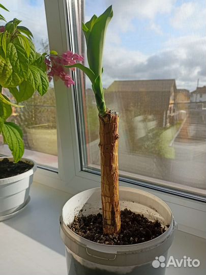 Комнатные растения