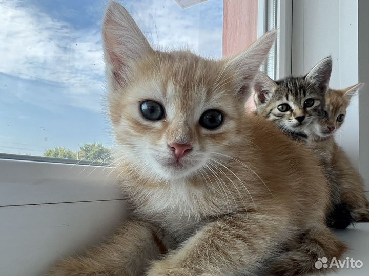 Отдам котят в добрые руки