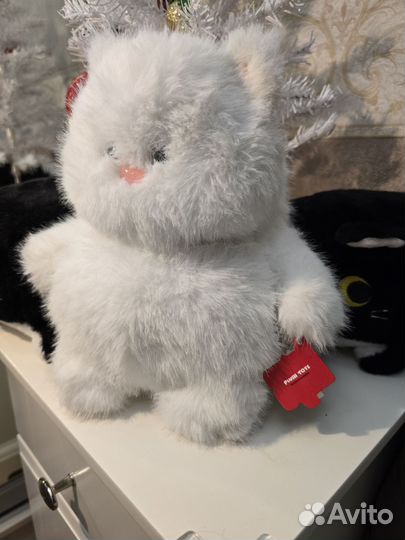 Котик из Питера