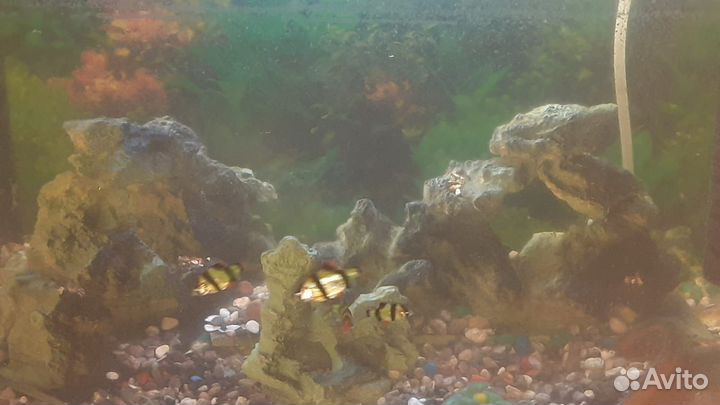 Аквариум с рыбками