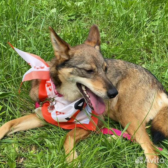 Собака в добрые руки