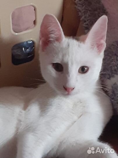 Котёнок ищет семью