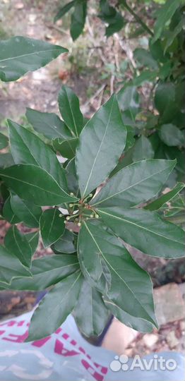 Лавровый лист