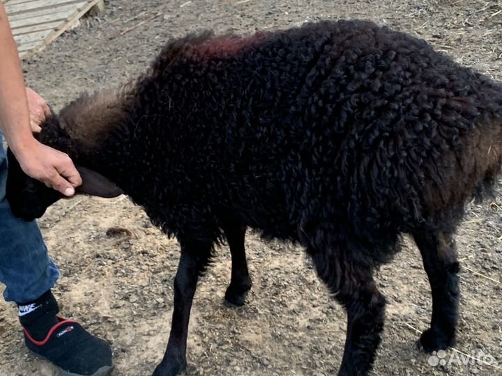 Курдючные бараны овцы