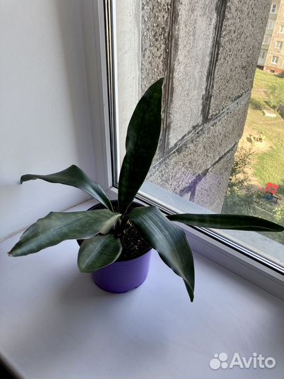 Сансевиерия Грандис