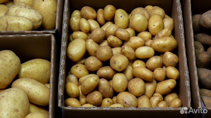 Картофель Гала