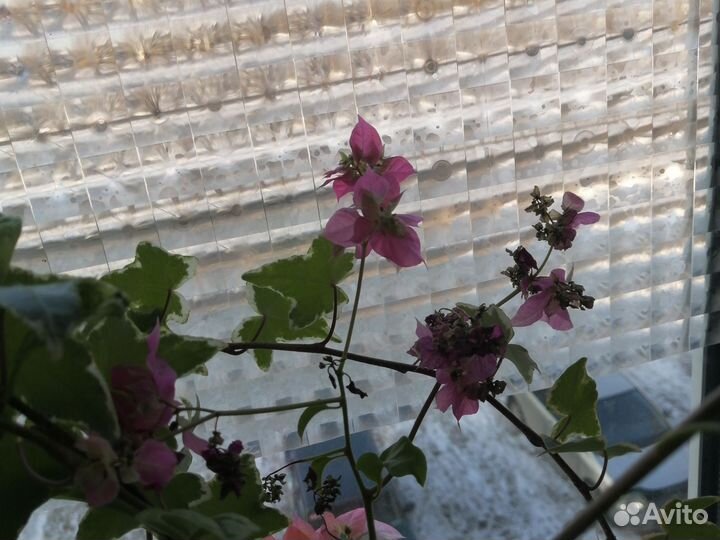 Бугенвиллия 4 сорта в одном