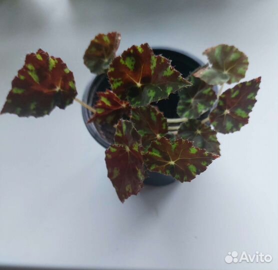 Бегония, герань