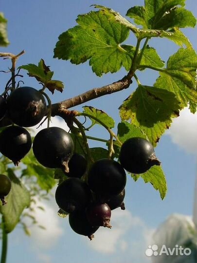 Саженцы плодовых кустарников