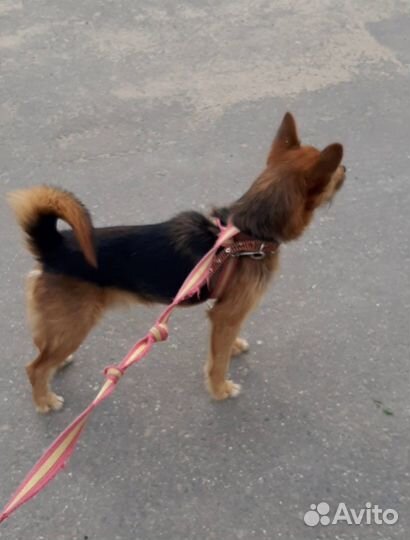 Бывший домашним терьерчик оказался в приюте