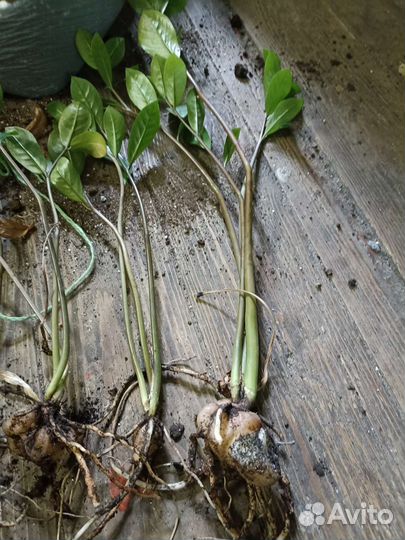 Домашние растения цветы