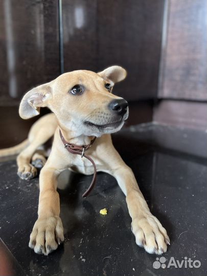 Щенок в добрые руки