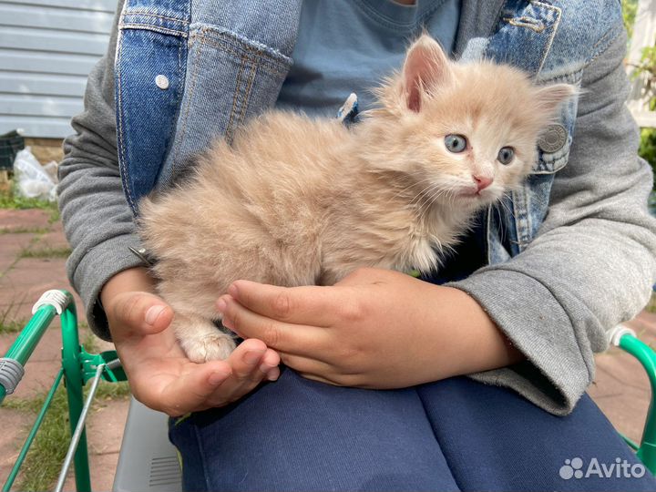 Котёнок