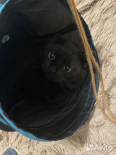 Котик шотландец