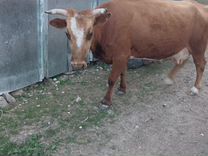 Корова дойная с телёнком