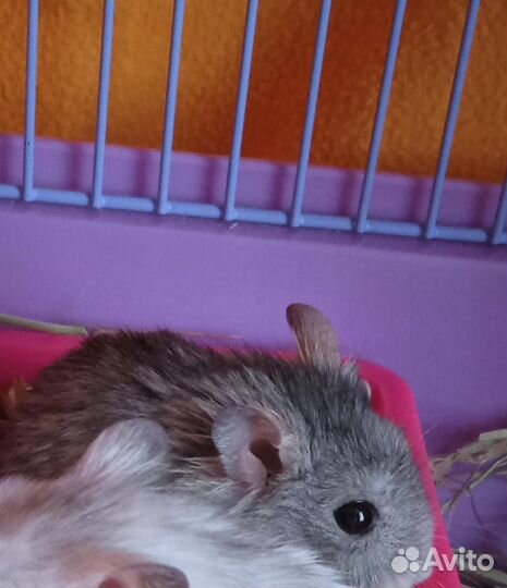 Джунгарский хомяк мальчик