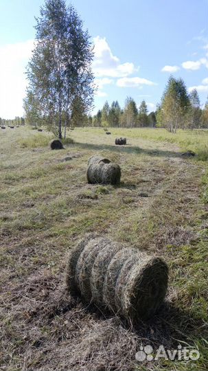 Сено в рулонах